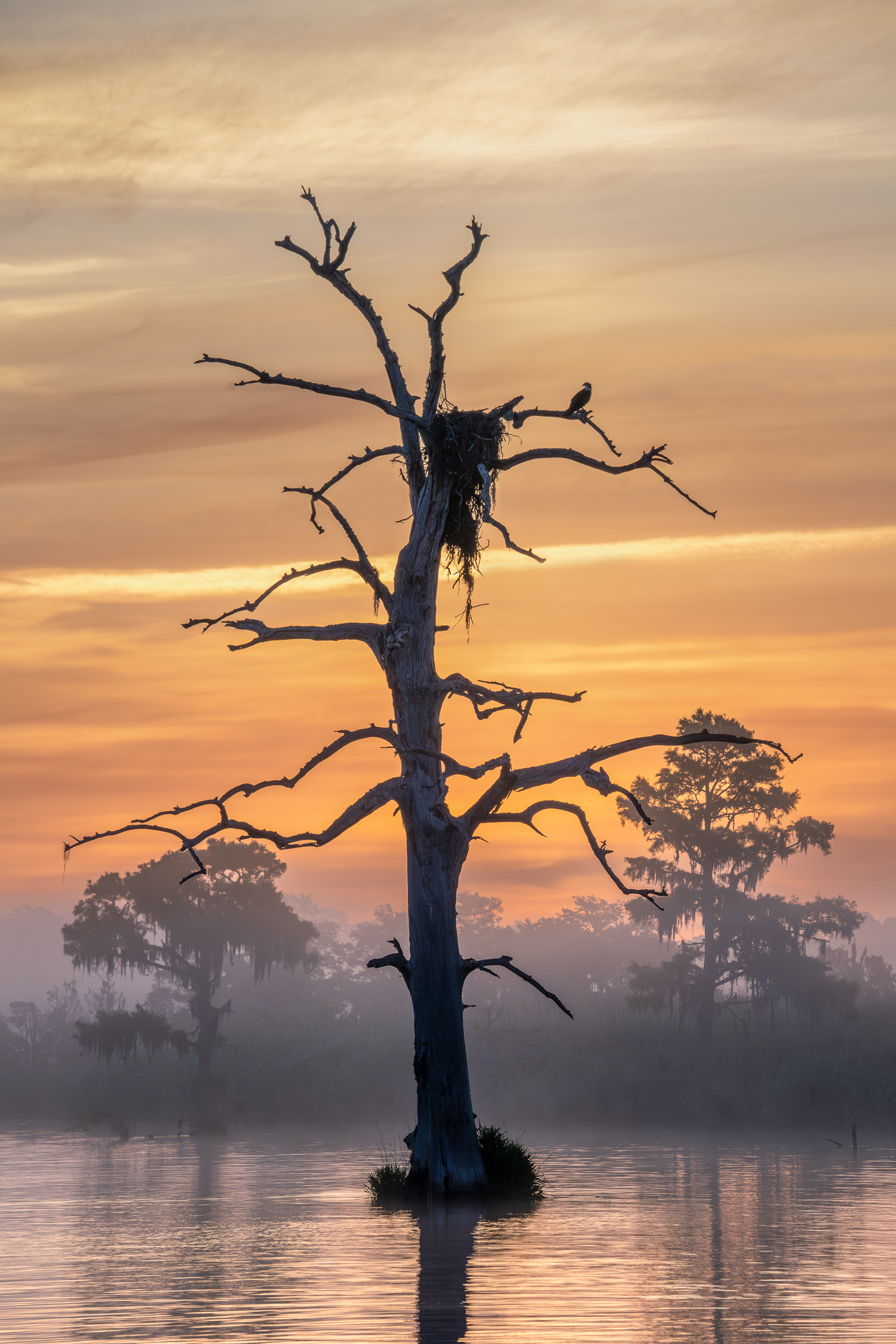 Lone Osprey at Dawn a lone osprey perchs near it's nest in a cypress tree as a pastel-colored dawn emerges on a blackwater river in south carolina.