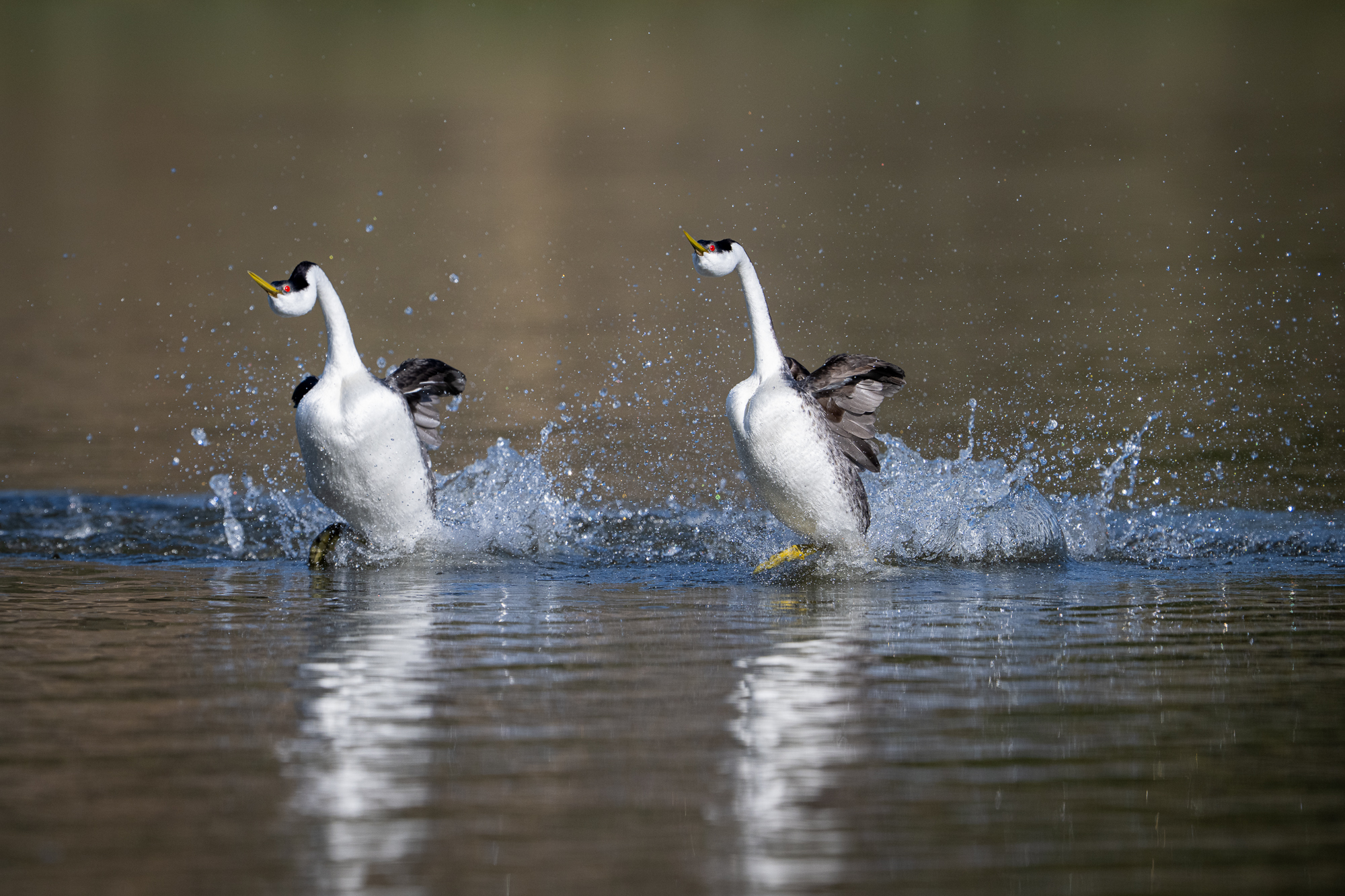 Western Grebe Pair Rushing Part of grebe courting is characterized by “the rushing ceremony”, when the grebes are choosing a mate. As the ceremony...