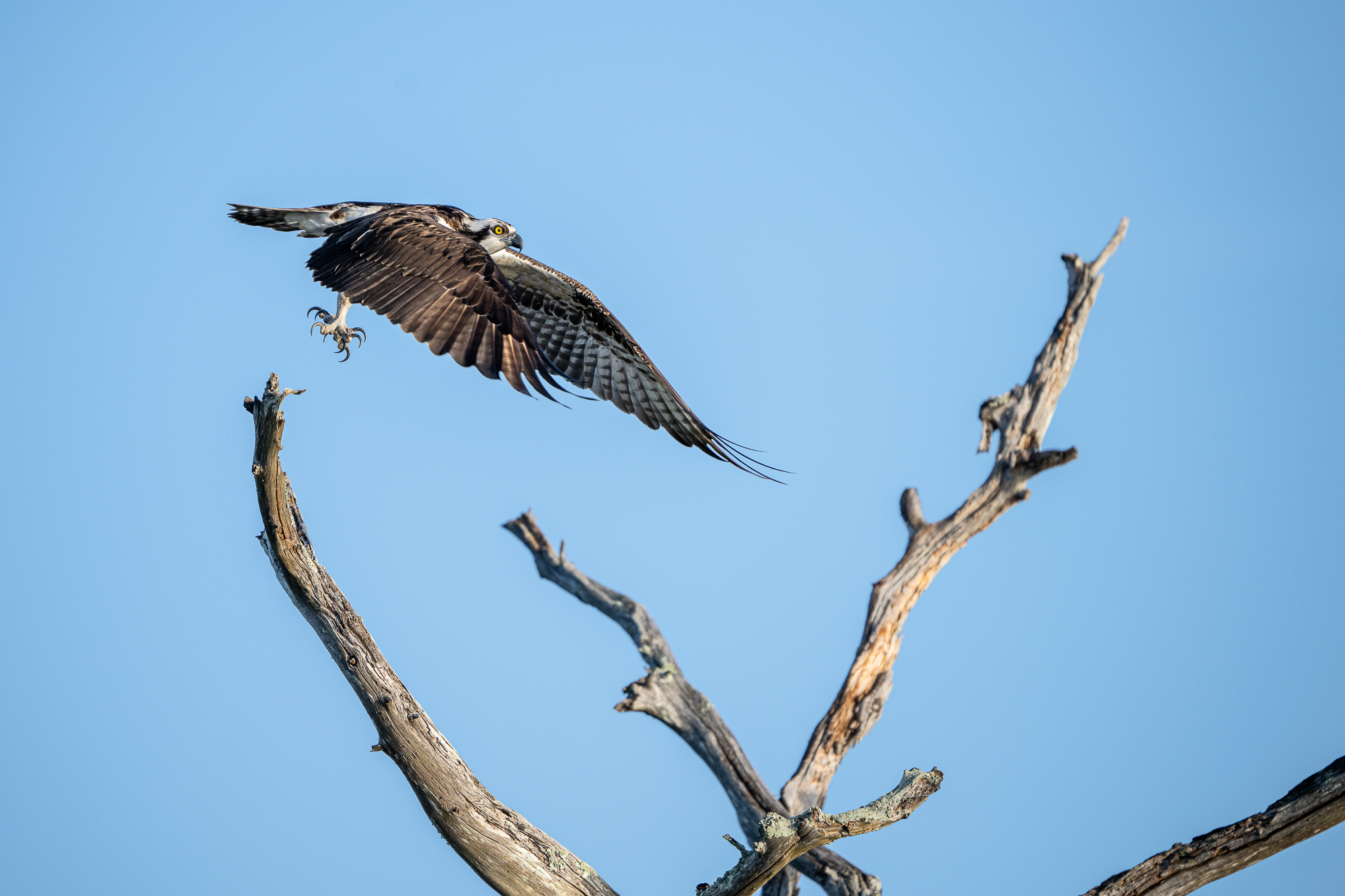 Lift-off An osprey takes off from a branch of a tree along a blackwater river in south carolina, usa.