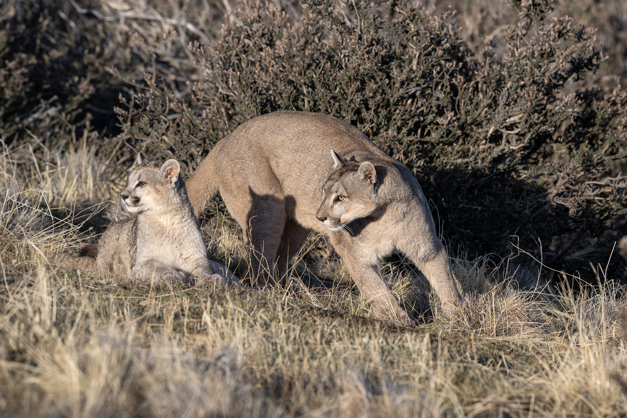 Puma and Cub A puma and her cub pause momentarily after playing in Patagonia, Chile, just outside of Torres del Paine national park.
