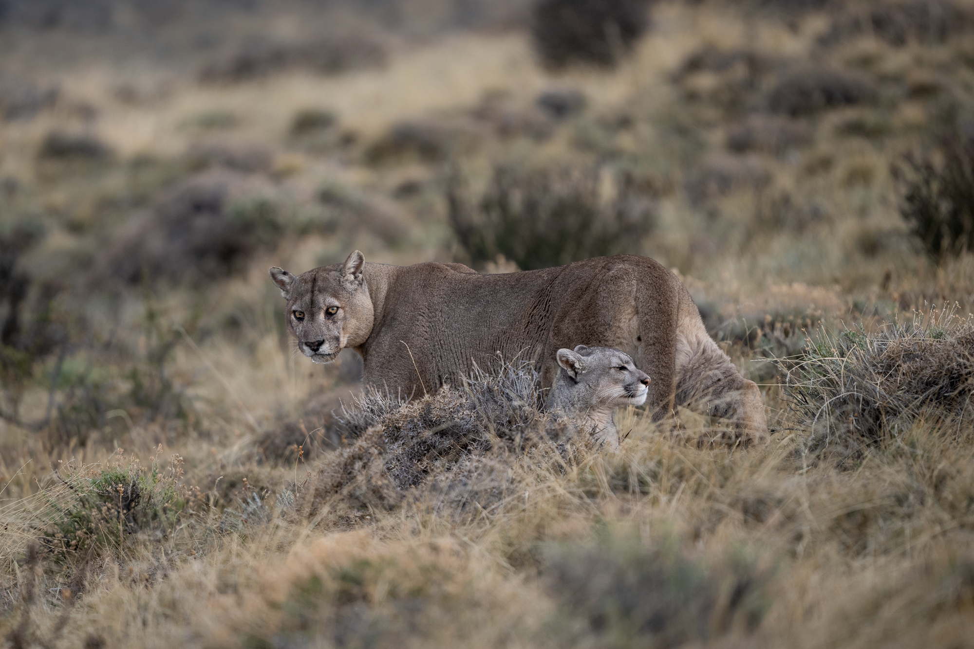 Puma Couple Pumas are generally solitary animals, with males generally tolerating others only during mating. Males maintain territories that...