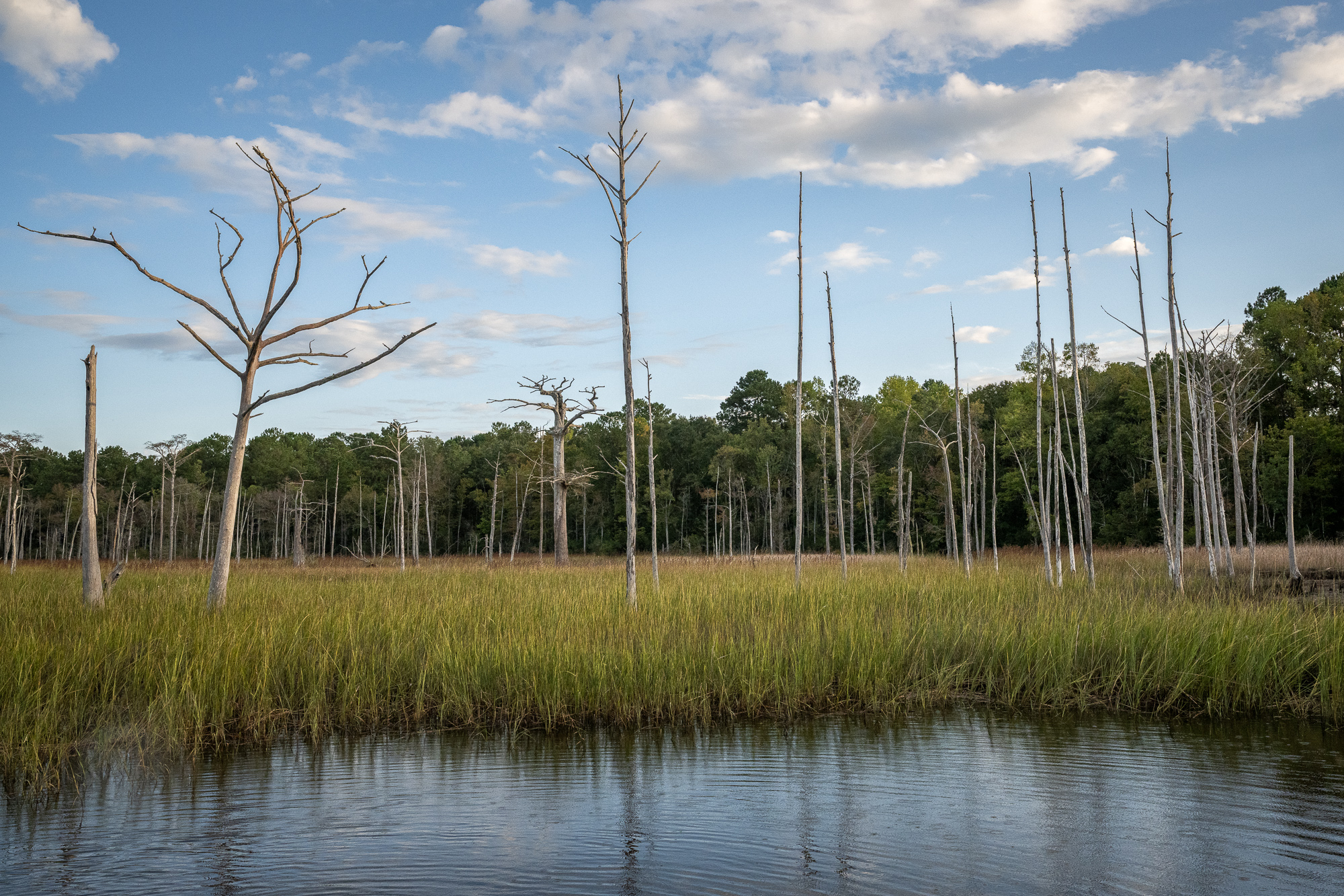 Ghost Forest Bald cypress trees are incredibly resilient. They live year-round in flooded freshwater ecosystems and easily withstand major...