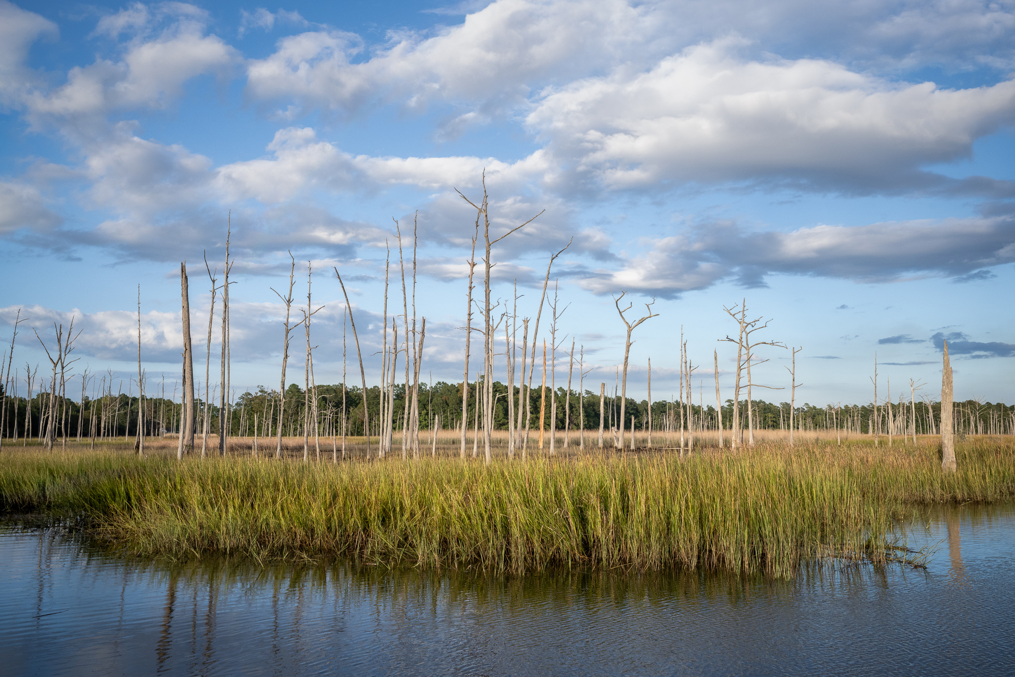 Ghost Forest Bald cypress trees are incredibly resilient. They live year-round in flooded freshwater ecosystems and easily withstand major...