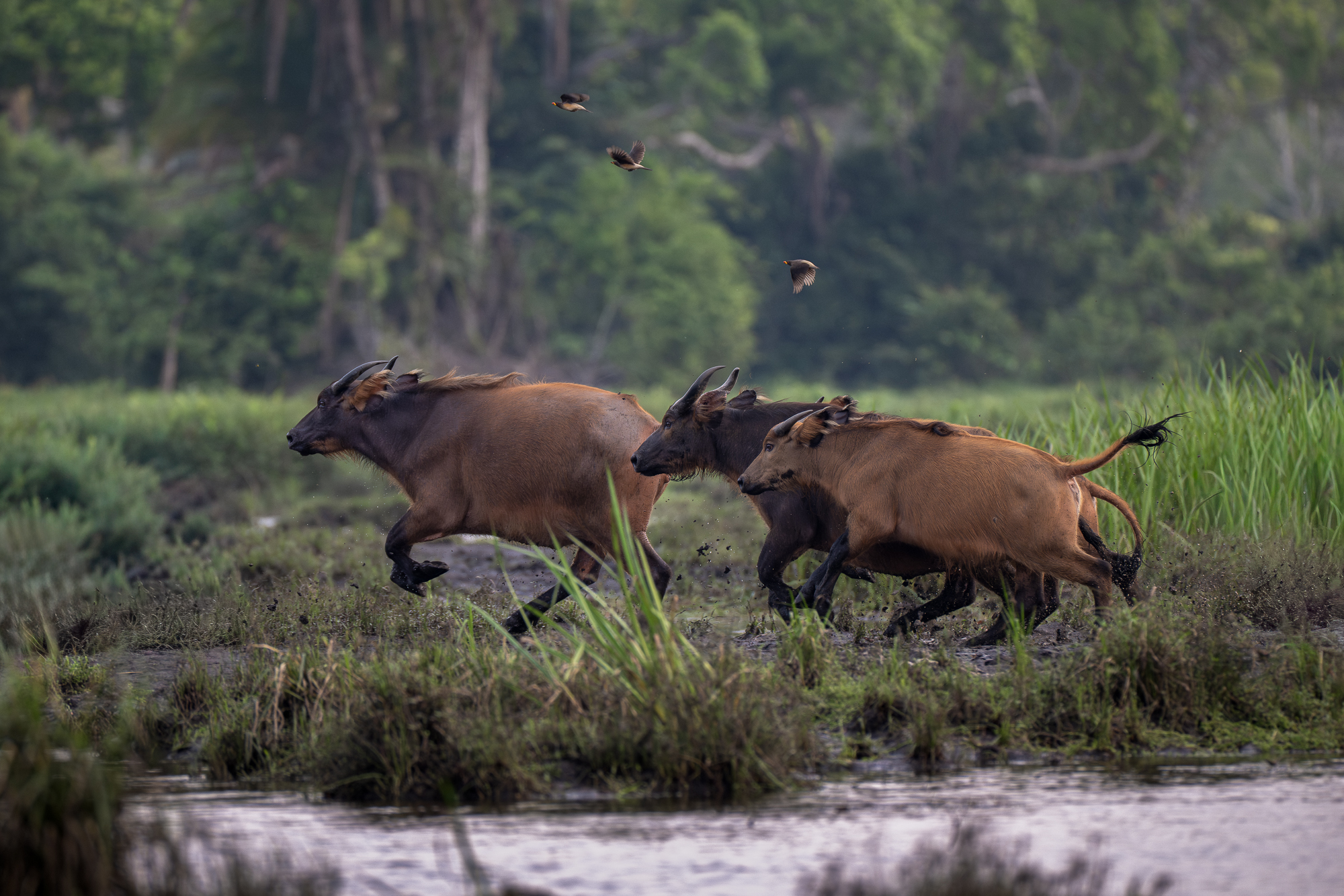 African Forest Buffalos Running from Perceived Danger African forest buffalos scramble toward the shelter of the forest at the first sign of danger in a bai in congo, africa.