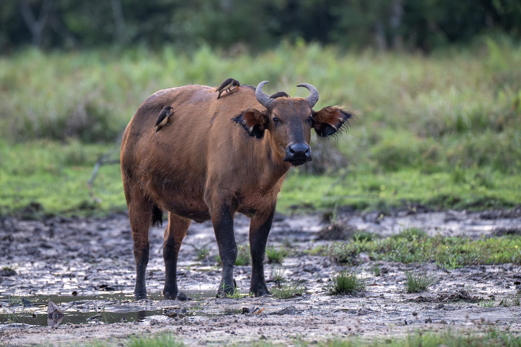 African forest Buffalo African forest buffalos in the mud on the shores of a bai in the republic of congo in odwala national park.