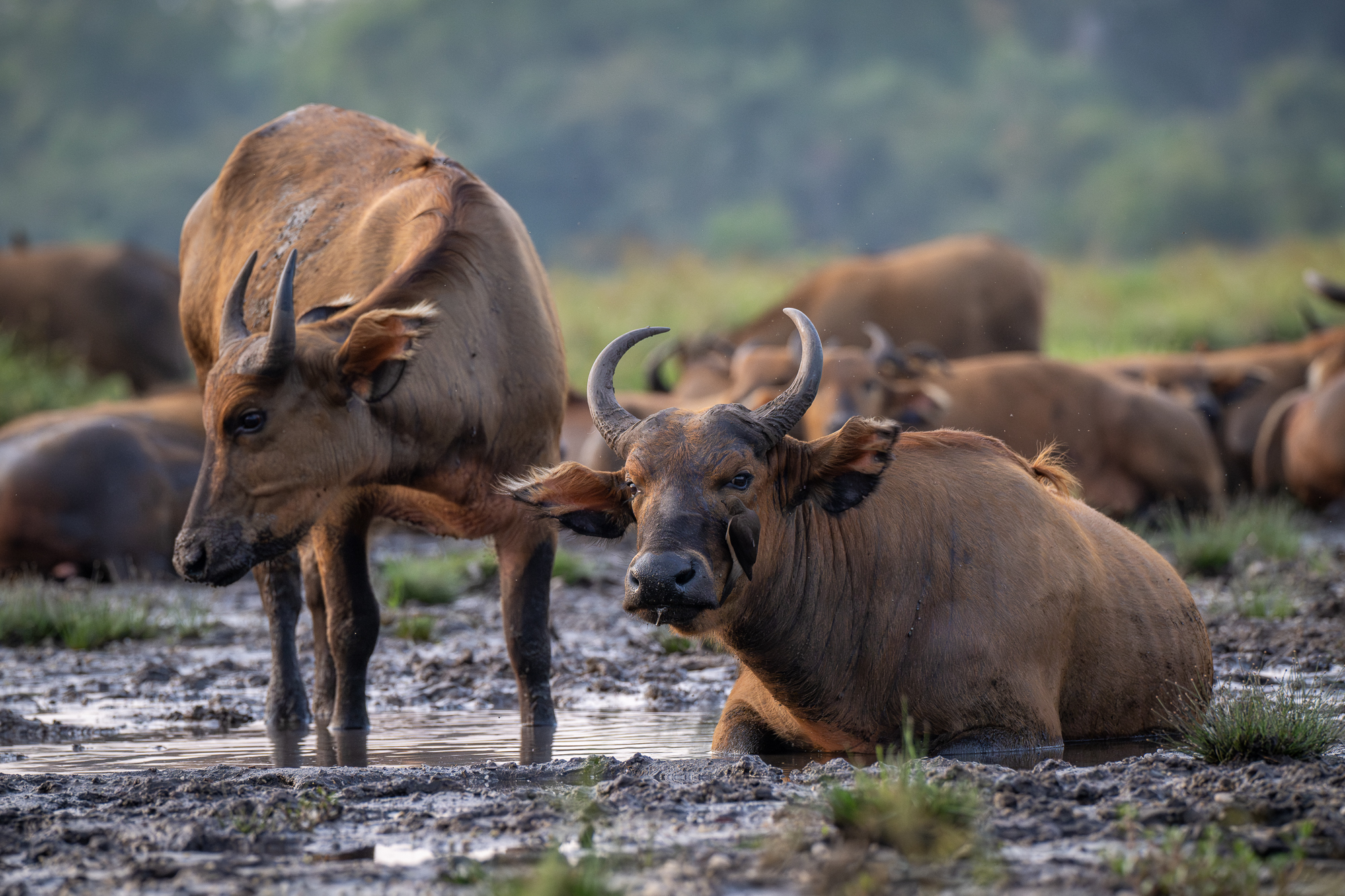 African forest Buffalo African forest buffalos in the mud on the shores of a bai in the republic of congo in odwala national park.