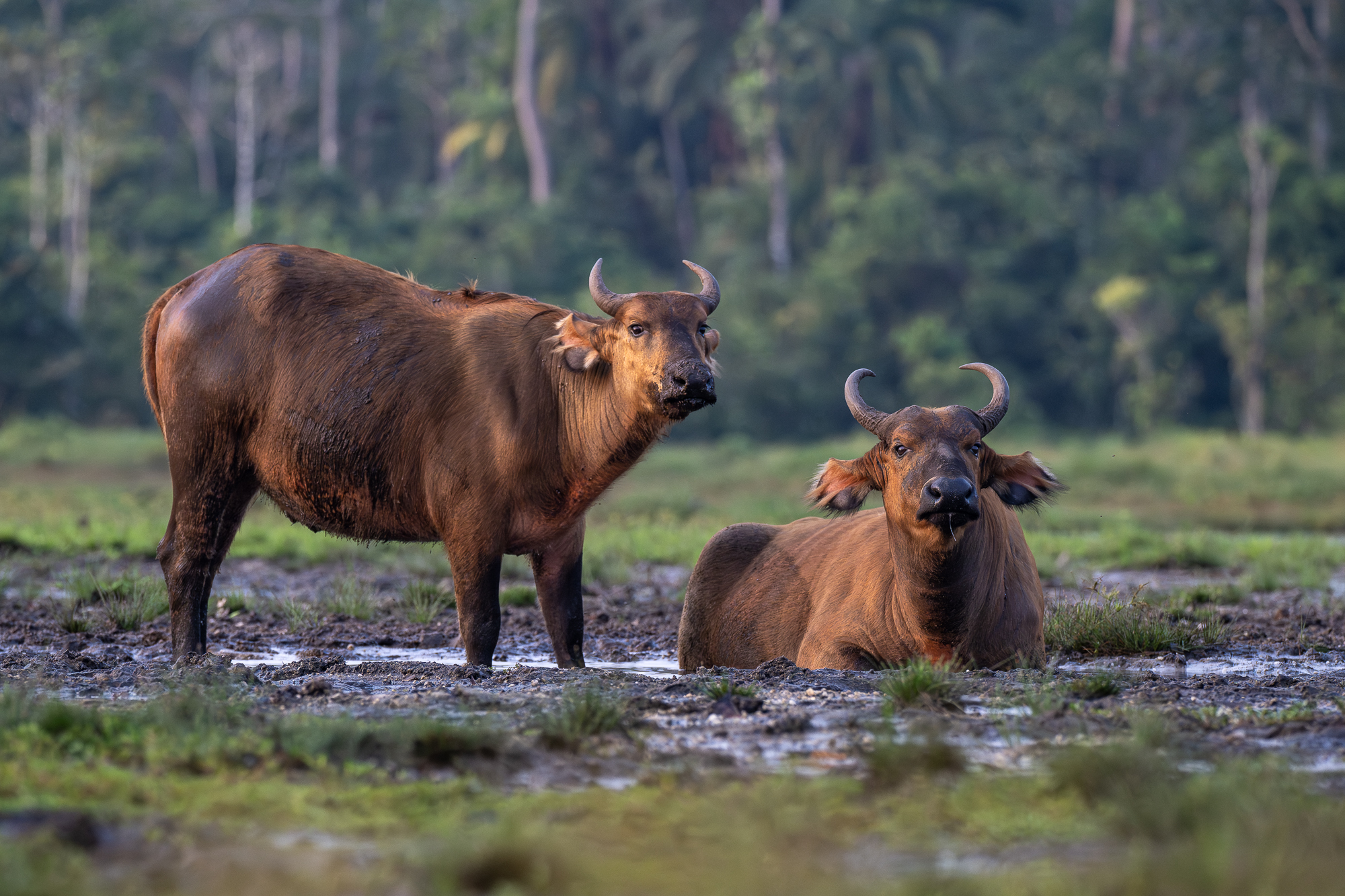 African forest Buffalo African forest buffalos in the mud on the shores of a bai in the republic of congo in odwala national park.