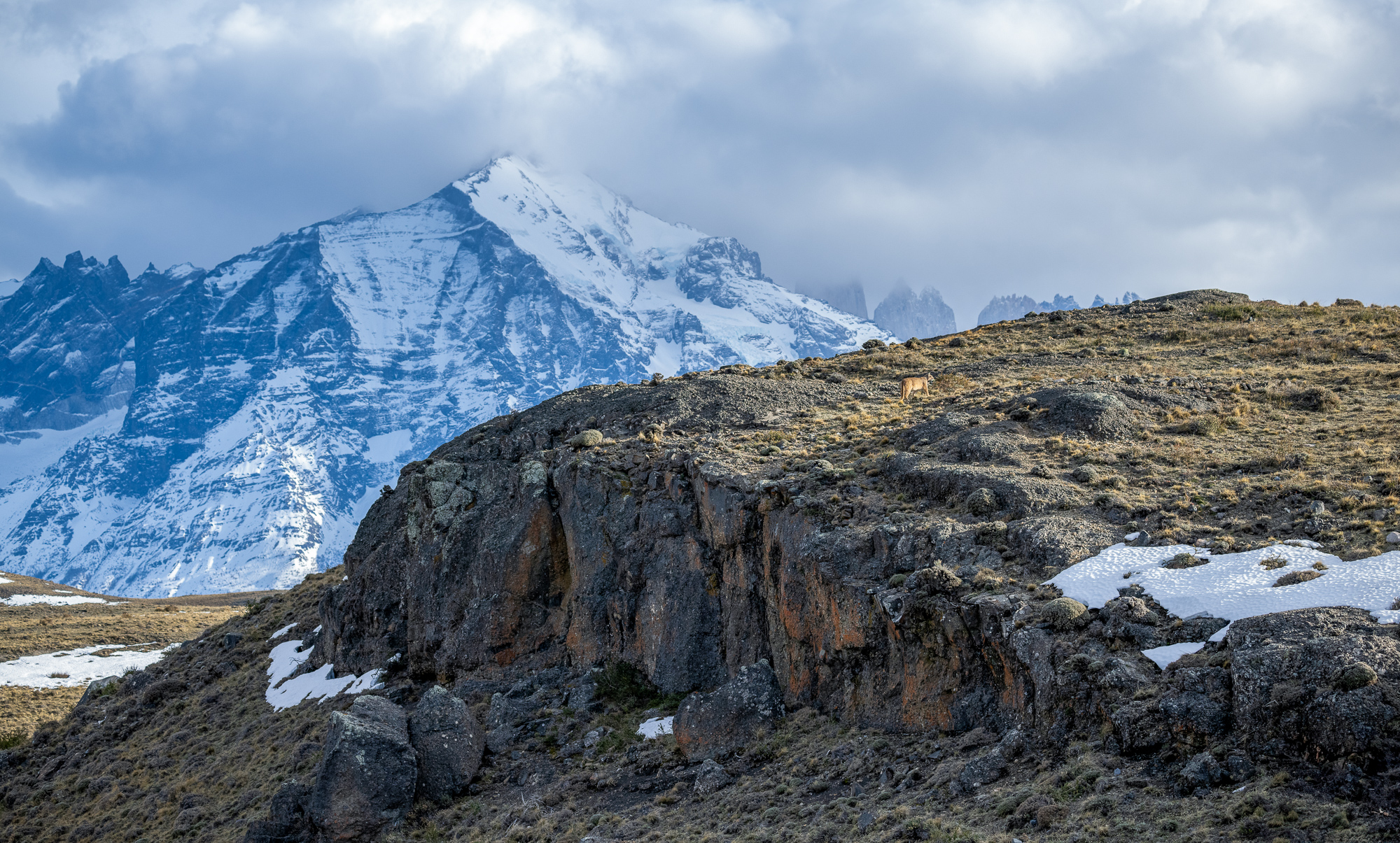 Free A pumas traverses the wide open Patagonian steppe near Torres del paine national park with snow-capped mountains and the towers visible in the background.