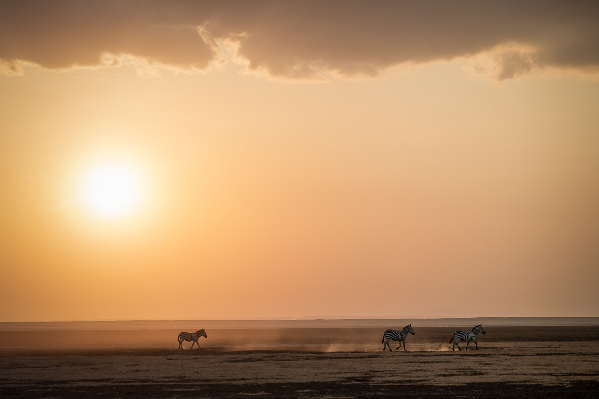 Zebras’ sunset trek across the dried lake bed Three Grant's zebras trek across the parched, cracked, dried lakebed of Amboseli in the tortillas region of Amboseli national park in Kenya near sunset.