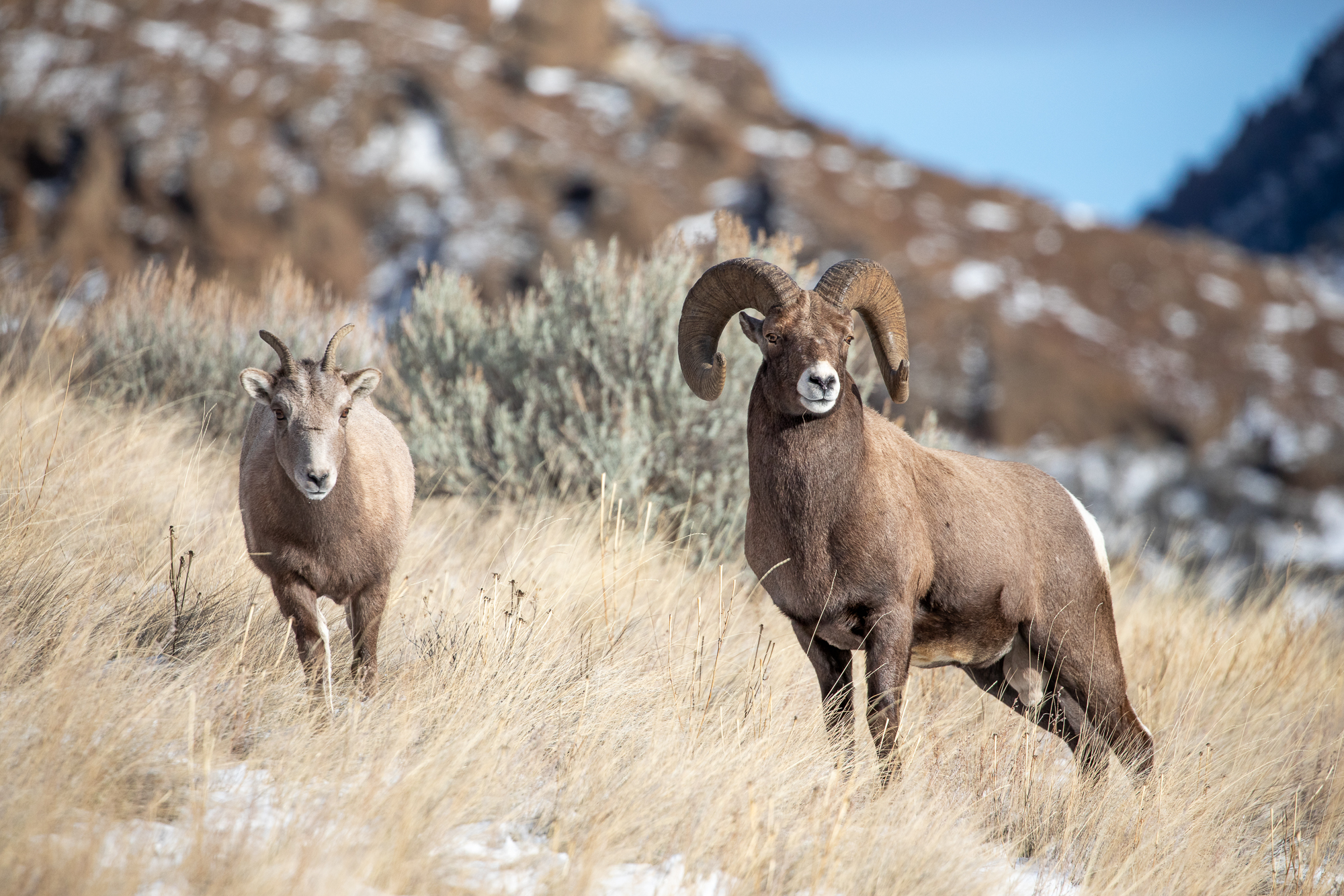 Bighorn Ram and Ewe A bighorn ram follows a ewe during the rut