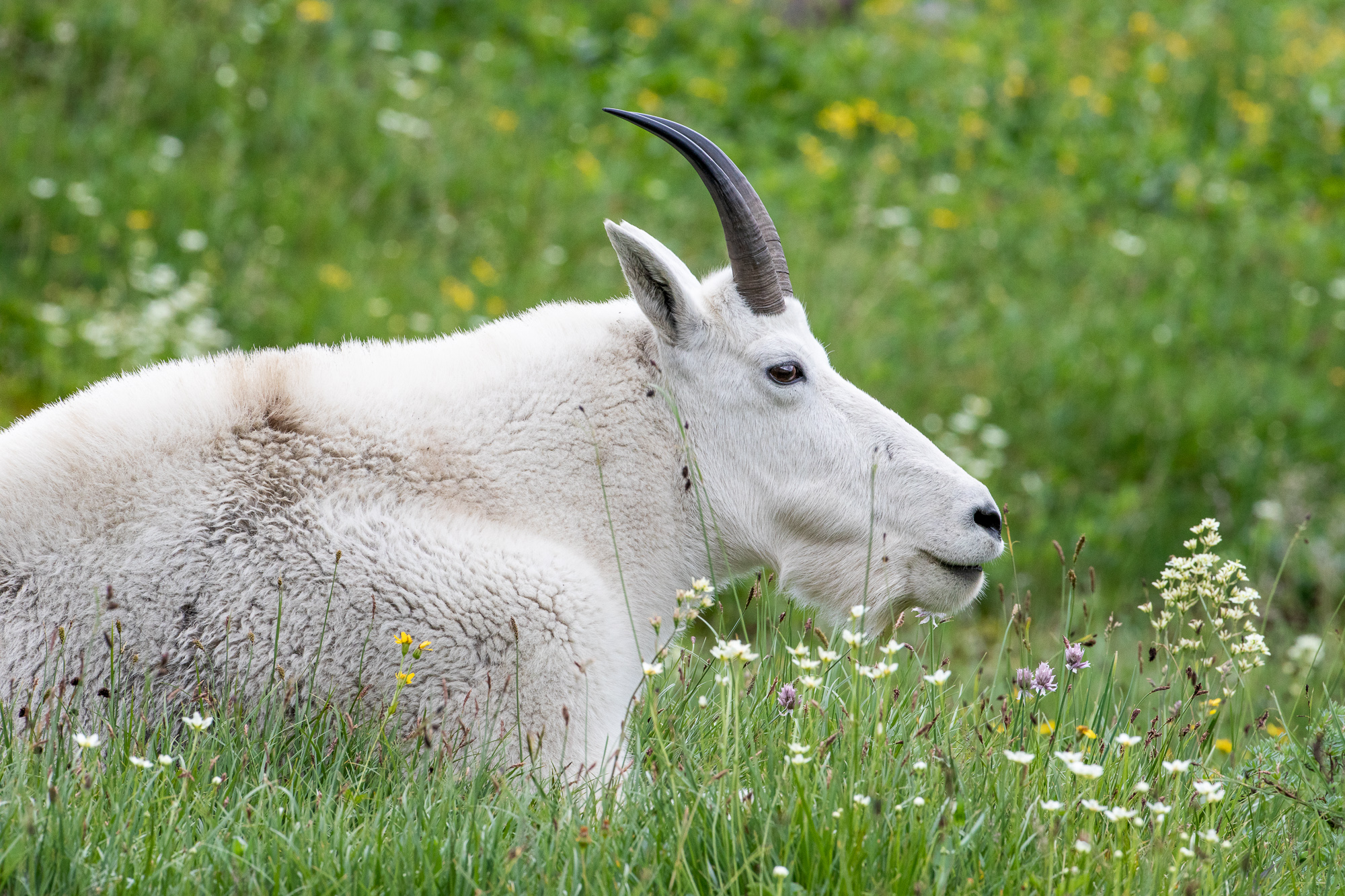 Mountain Goat Chewing A Mountain Goat chews while resting in a field of wildflowers