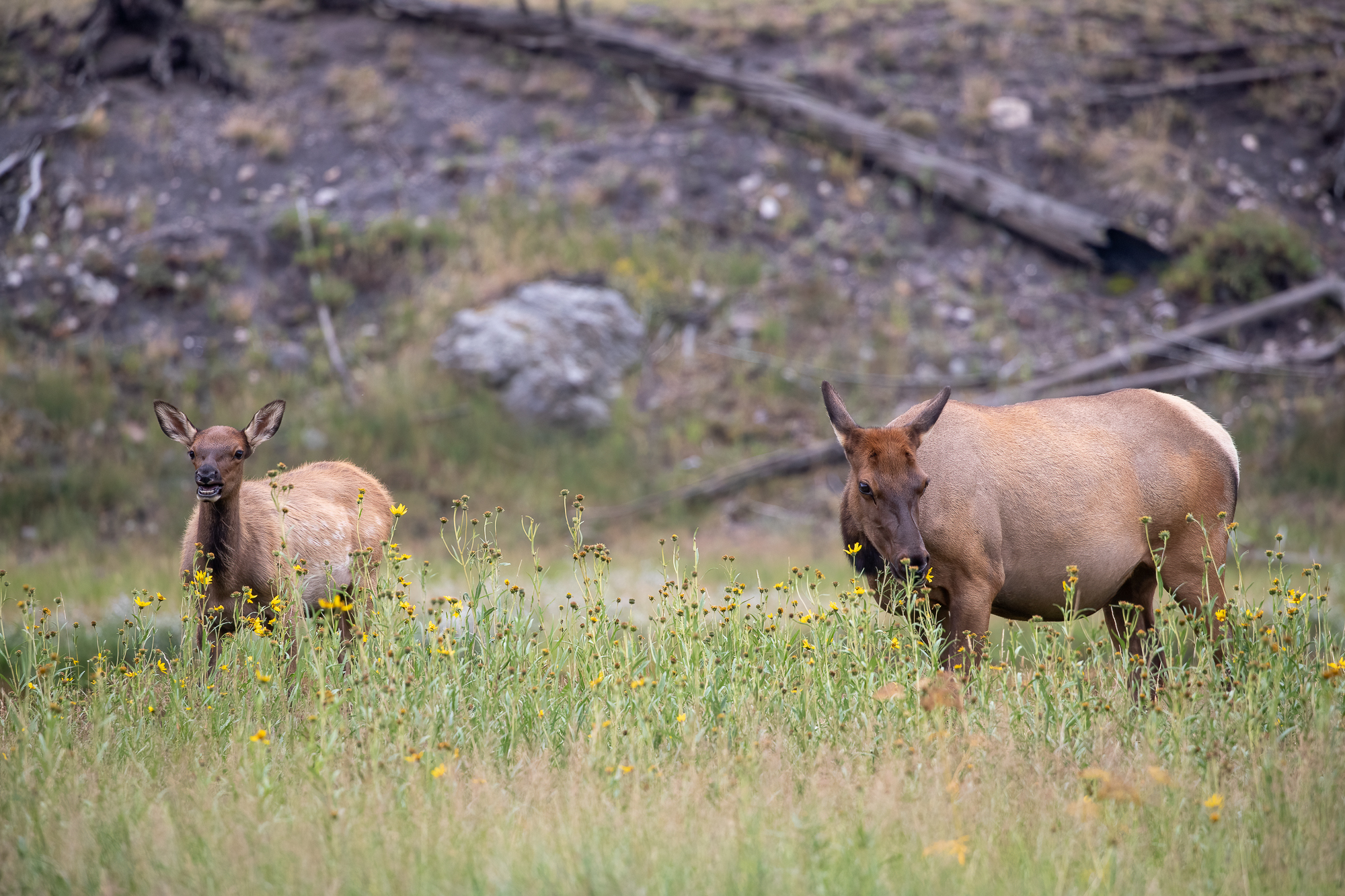 Elk Cow and Calf in a Field of Arnica An elk cow eating arnica flowers with its calf in a mountain meadow in Montana usa in the summer