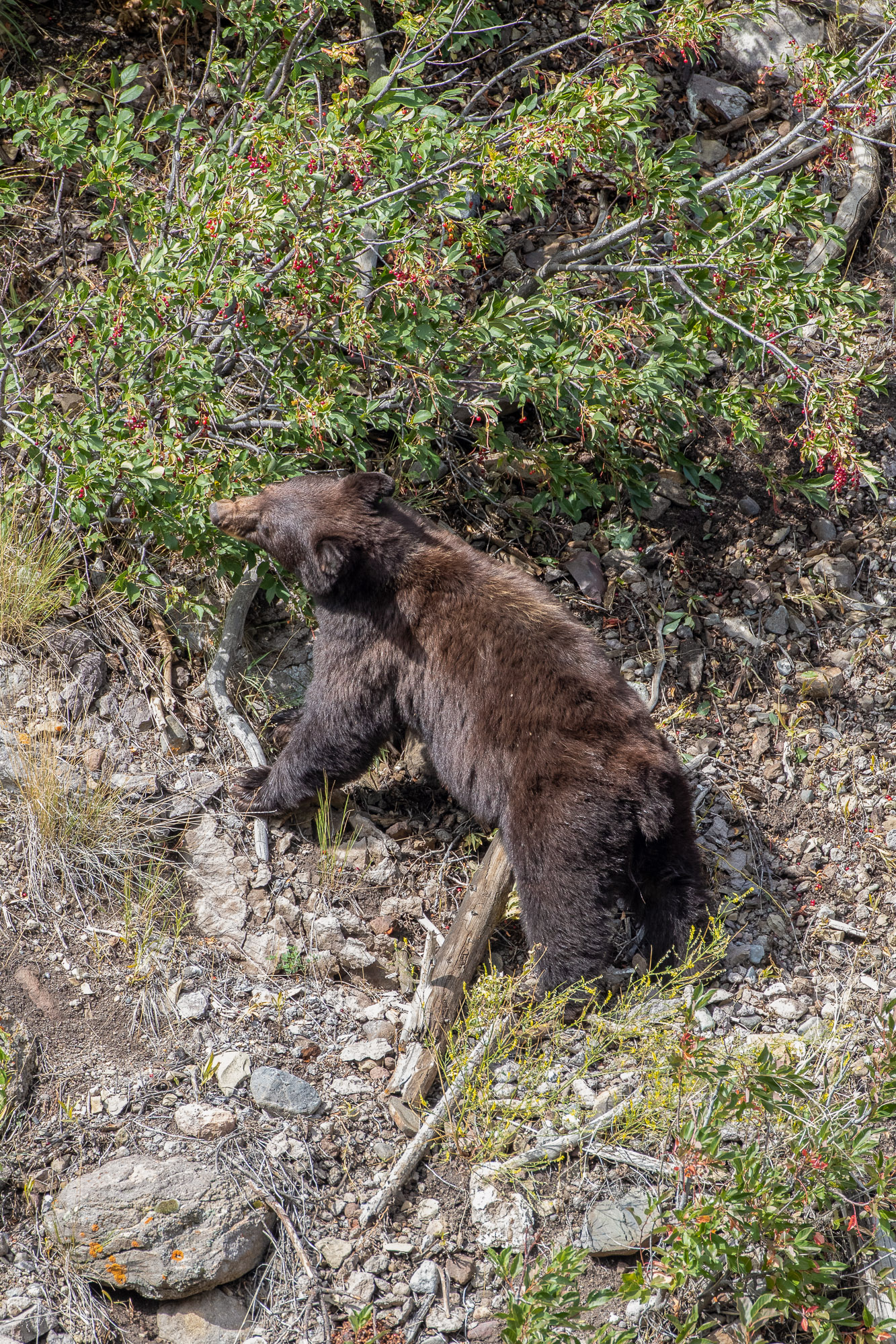 Black Bear Sow eating Berries