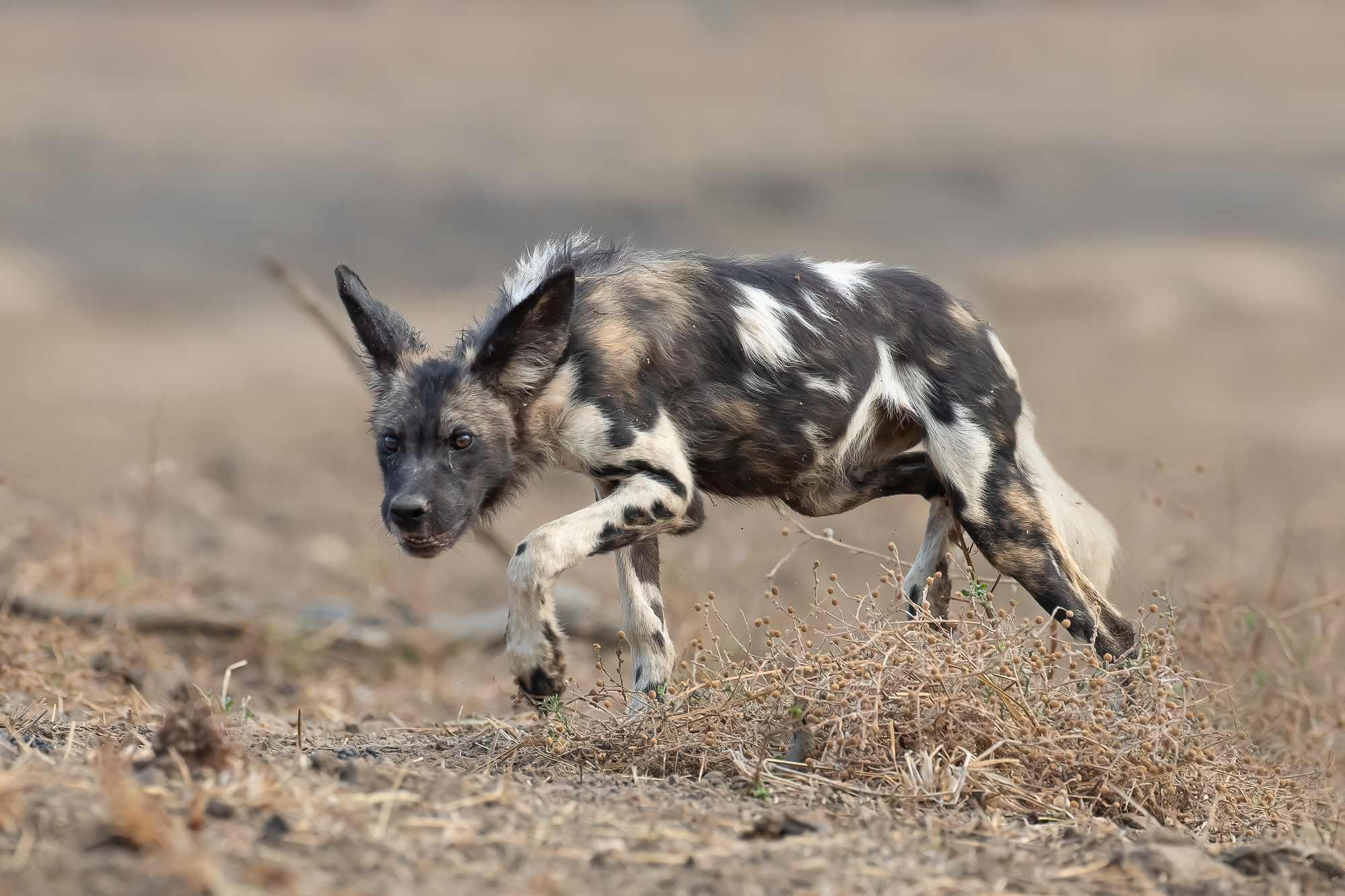 Wild Dog Stalker