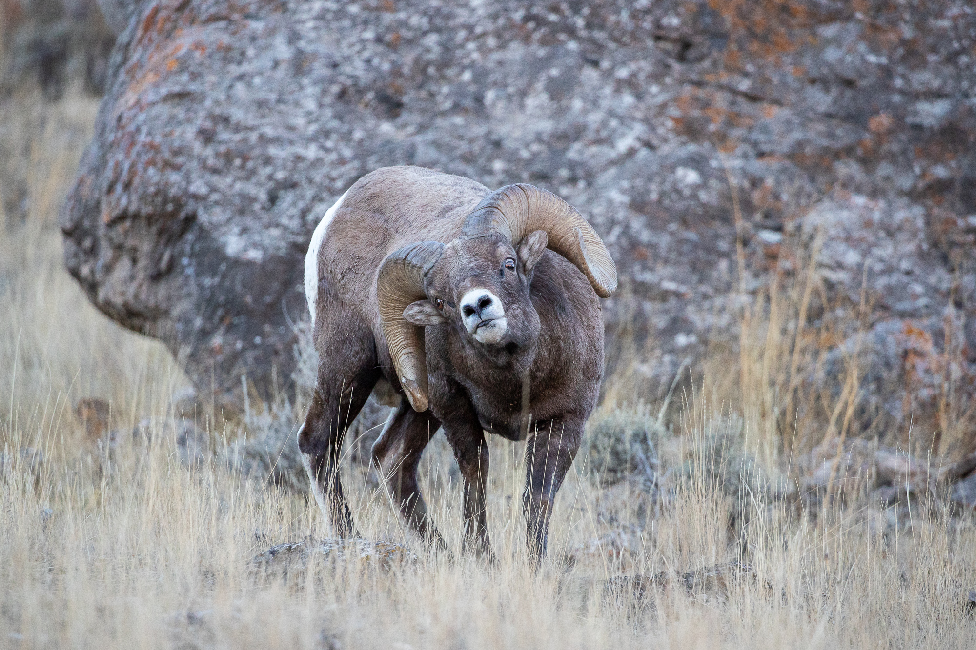 Bighorn Sheep Ram during the Rut A bighorn sheep ram during the rut exhibits the flehmen response.