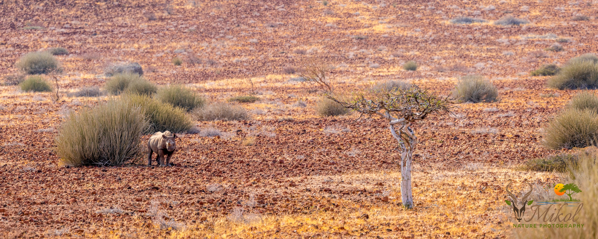 Desert-adapted black rhino among Euphorbia Bushes Desert-adapted Black Rhinoceros in Damaraland, Northwestern Namibia